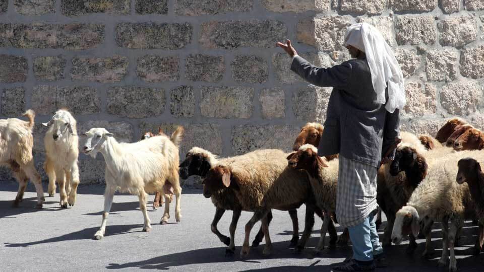 Abusive Shepherds: God's Anger over His Battered Flock